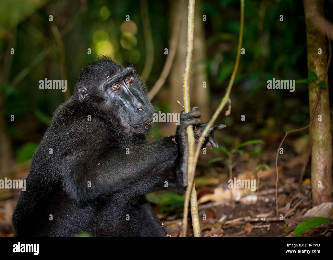 Black macaque, Sulawesi, Indonesia Stock Photo