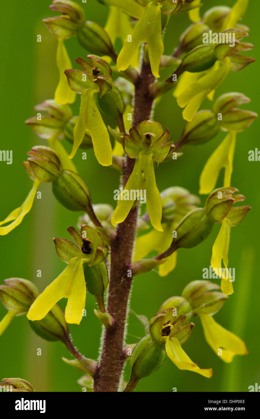 A close-up on the individual flowers of common twayblade (Neottia ovata) blooming in Denge Wood, Kent. June. Stock Photo