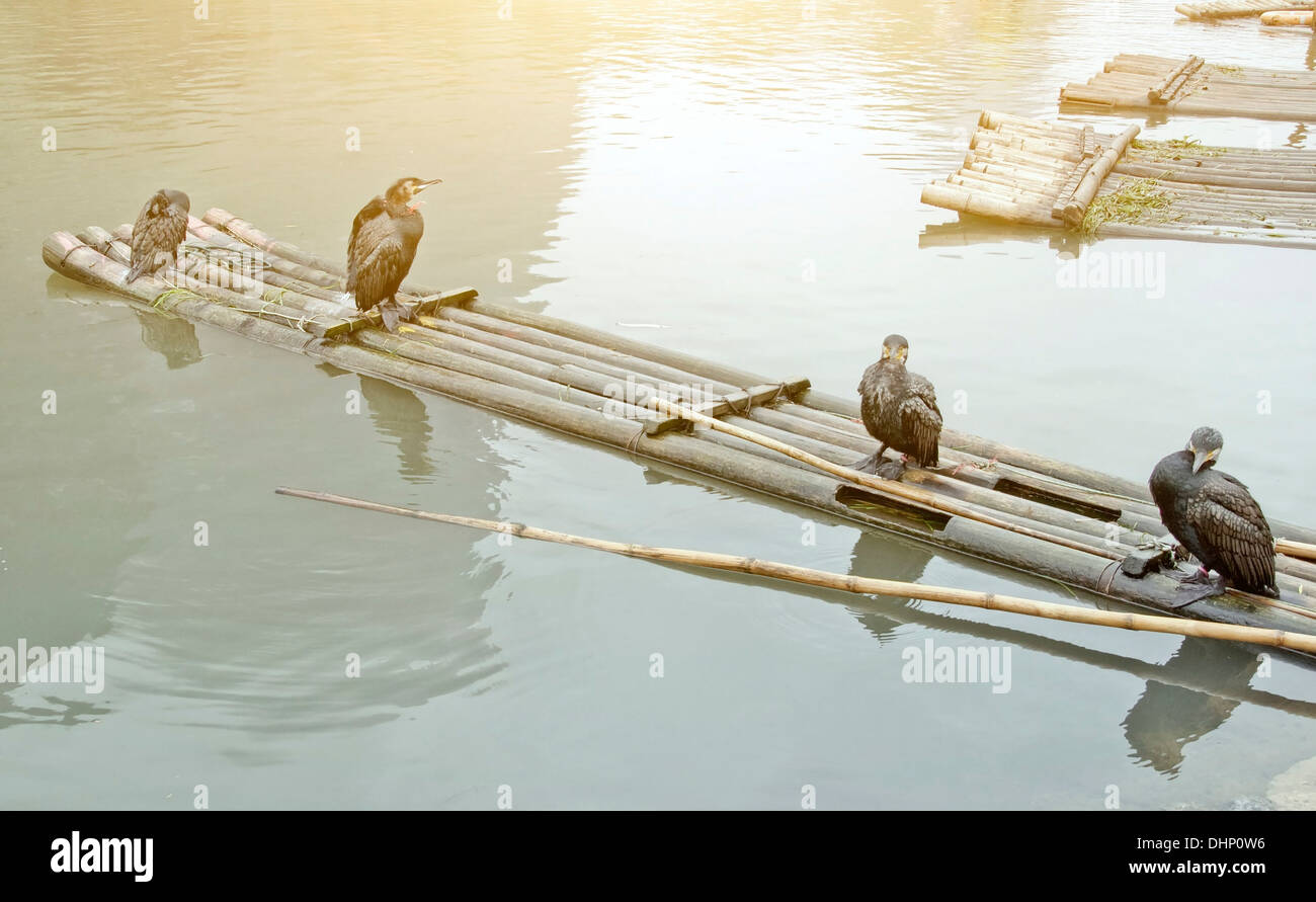 Cormorants and bamboo raft Stock Photo