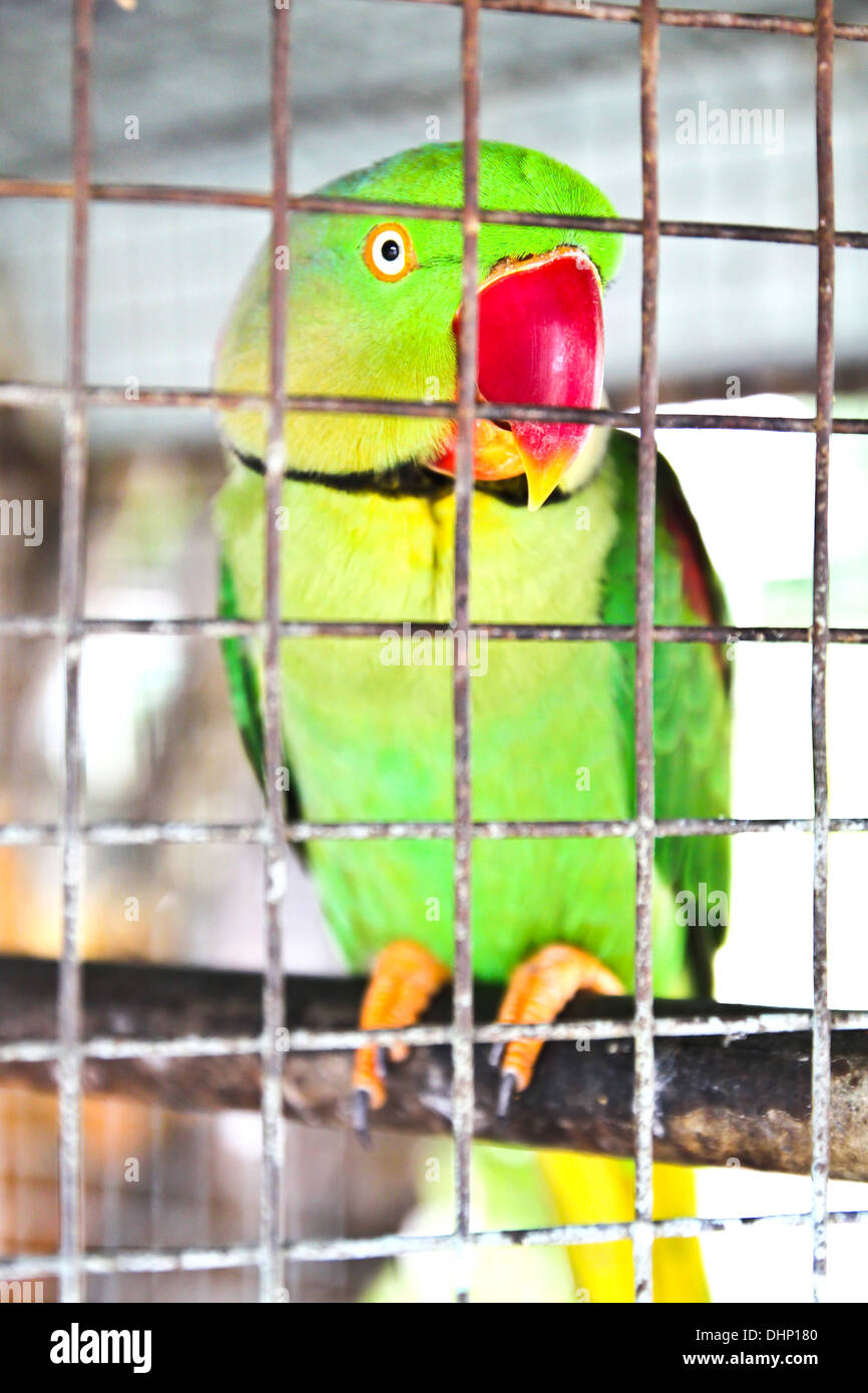 parrot in cage