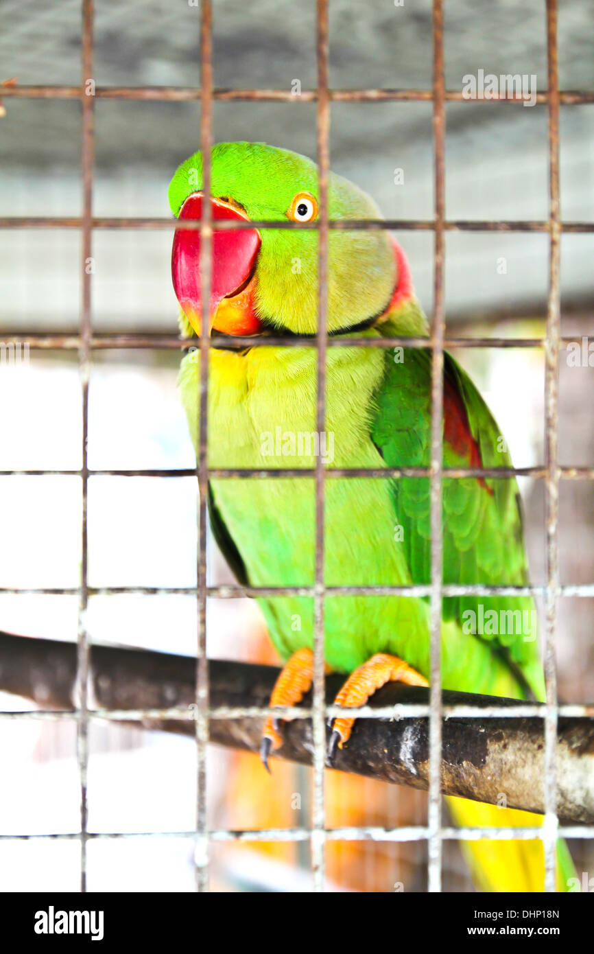 Green parrot in the cage Stock Photo - Alamy