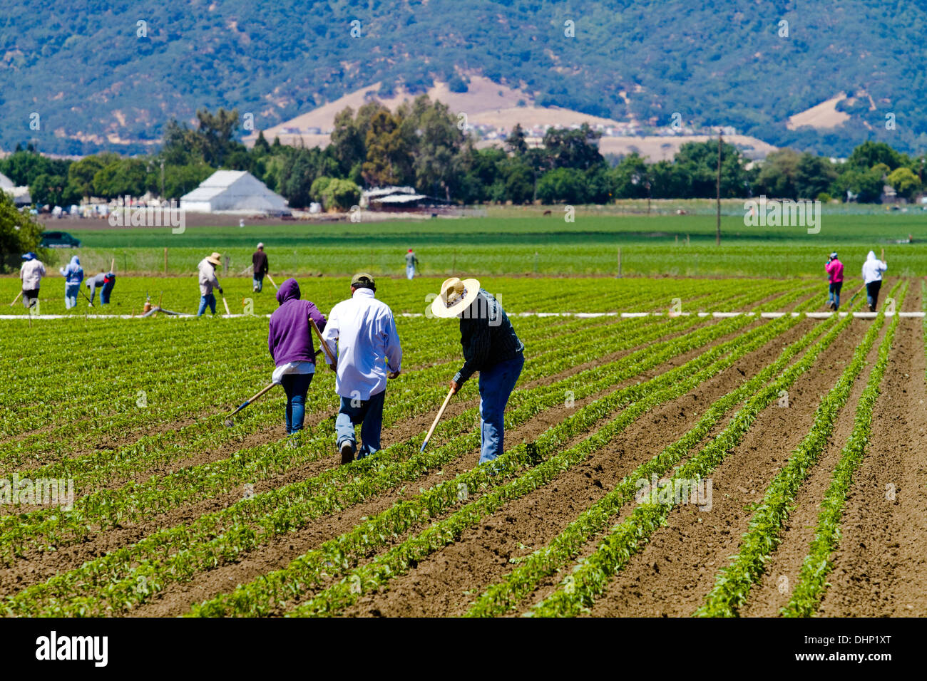 Farm laborers working in fields of California's fertile valleys Stock