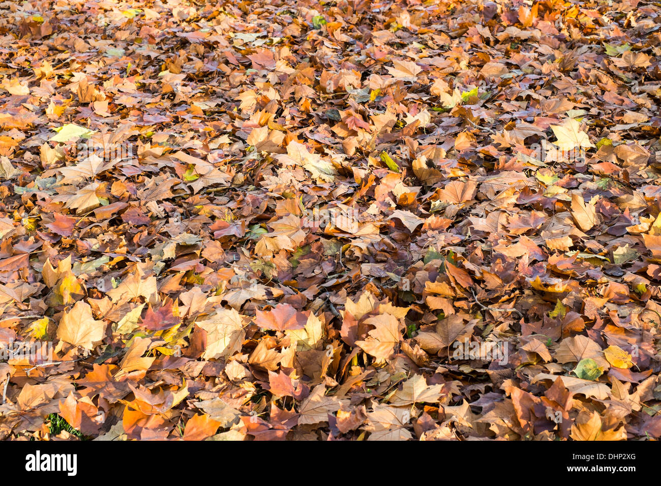 Yellow oak tree leaves on the ground Stock Photo - Alamy