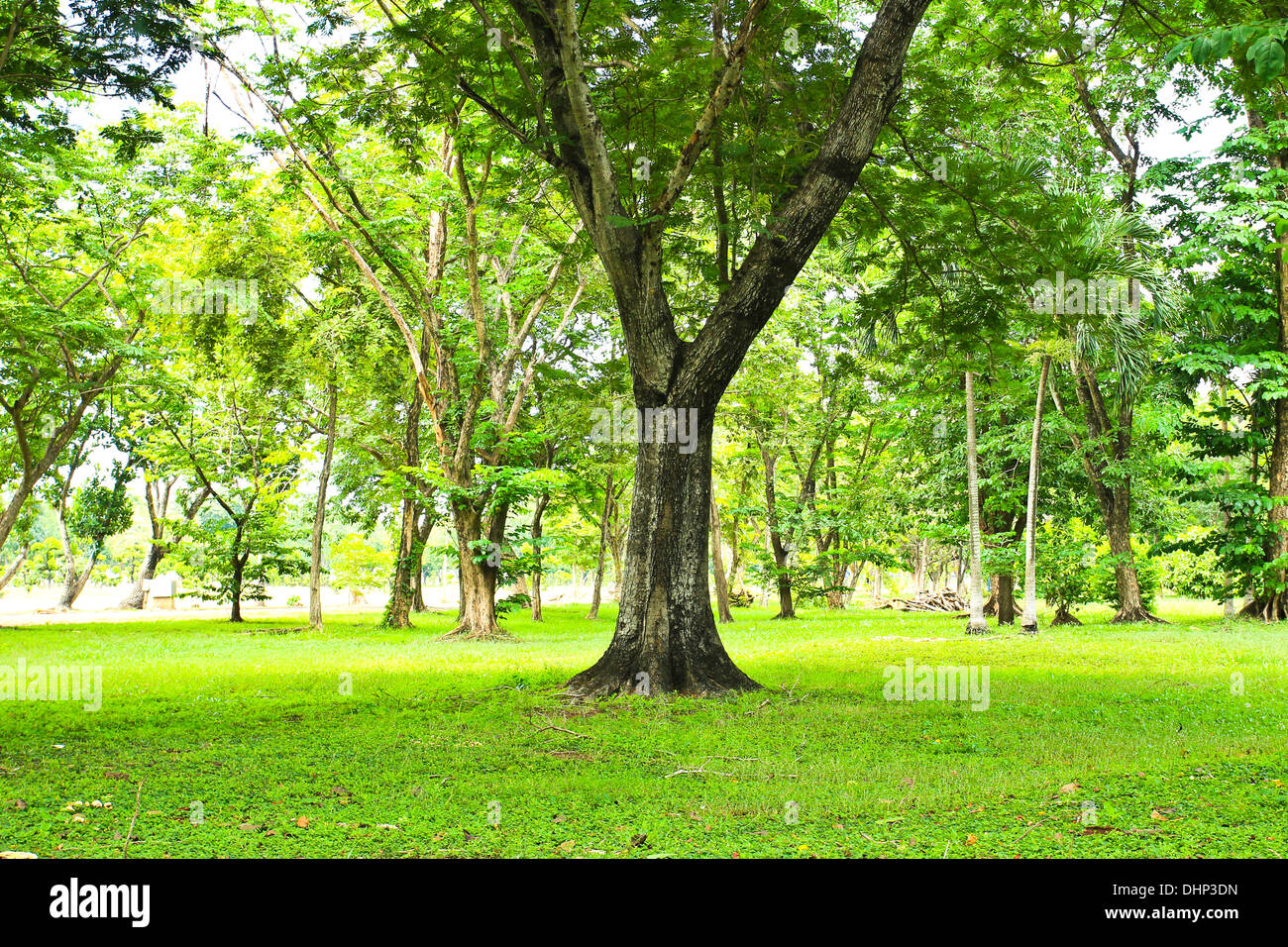 Green trees in park Stock Photo