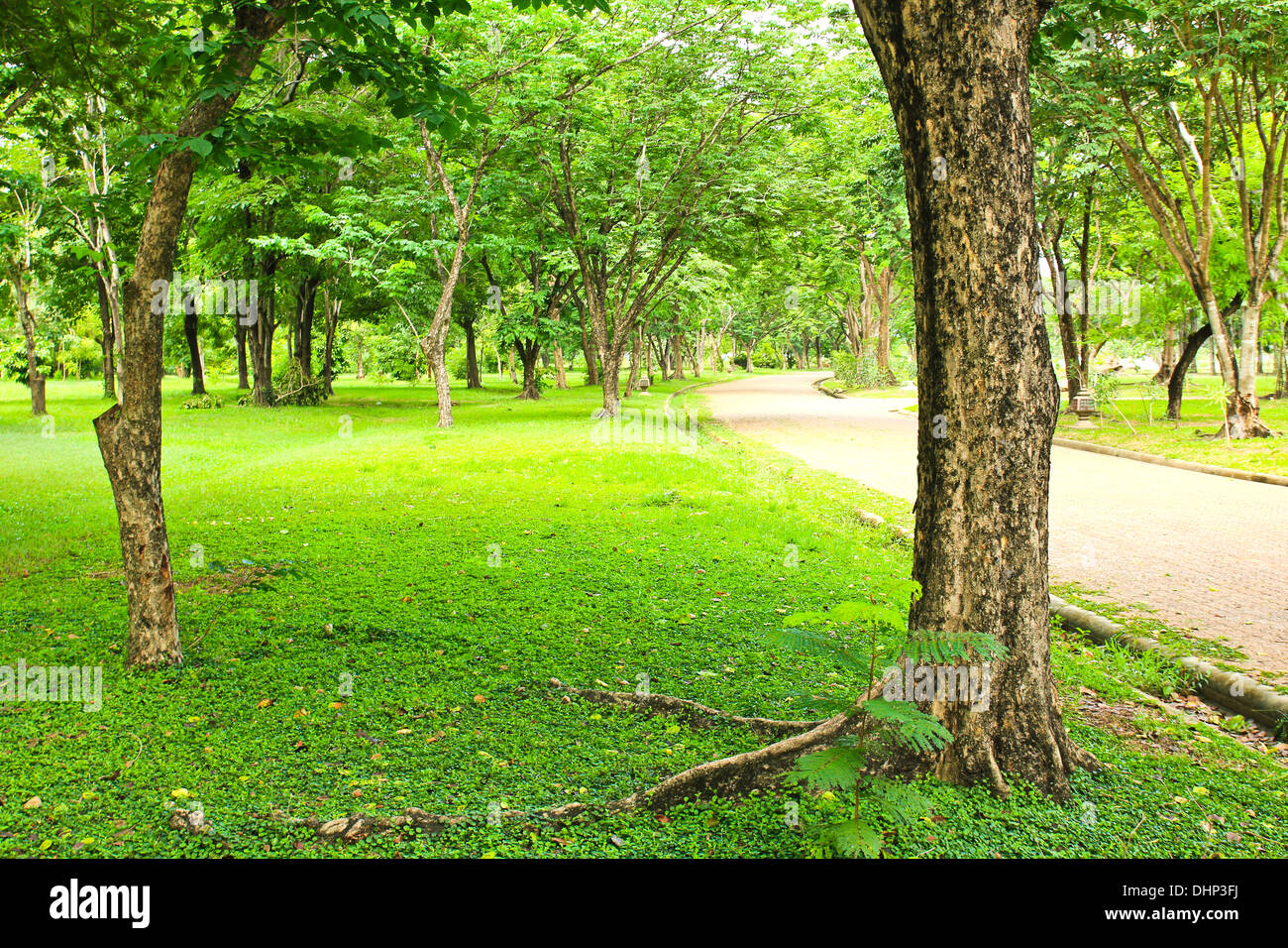 Green trees in park Stock Photo - Alamy
