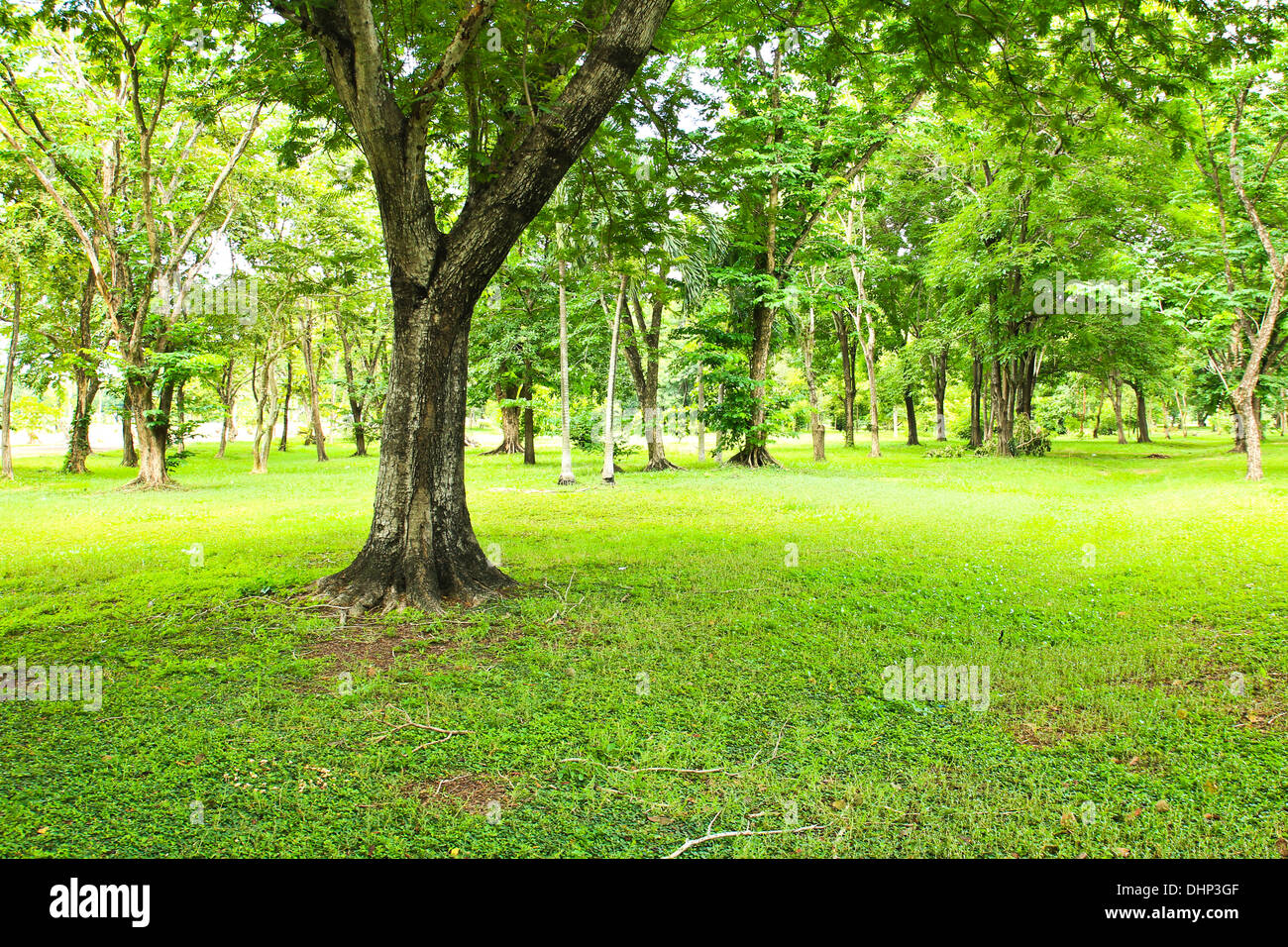 Green trees in park Stock Photo