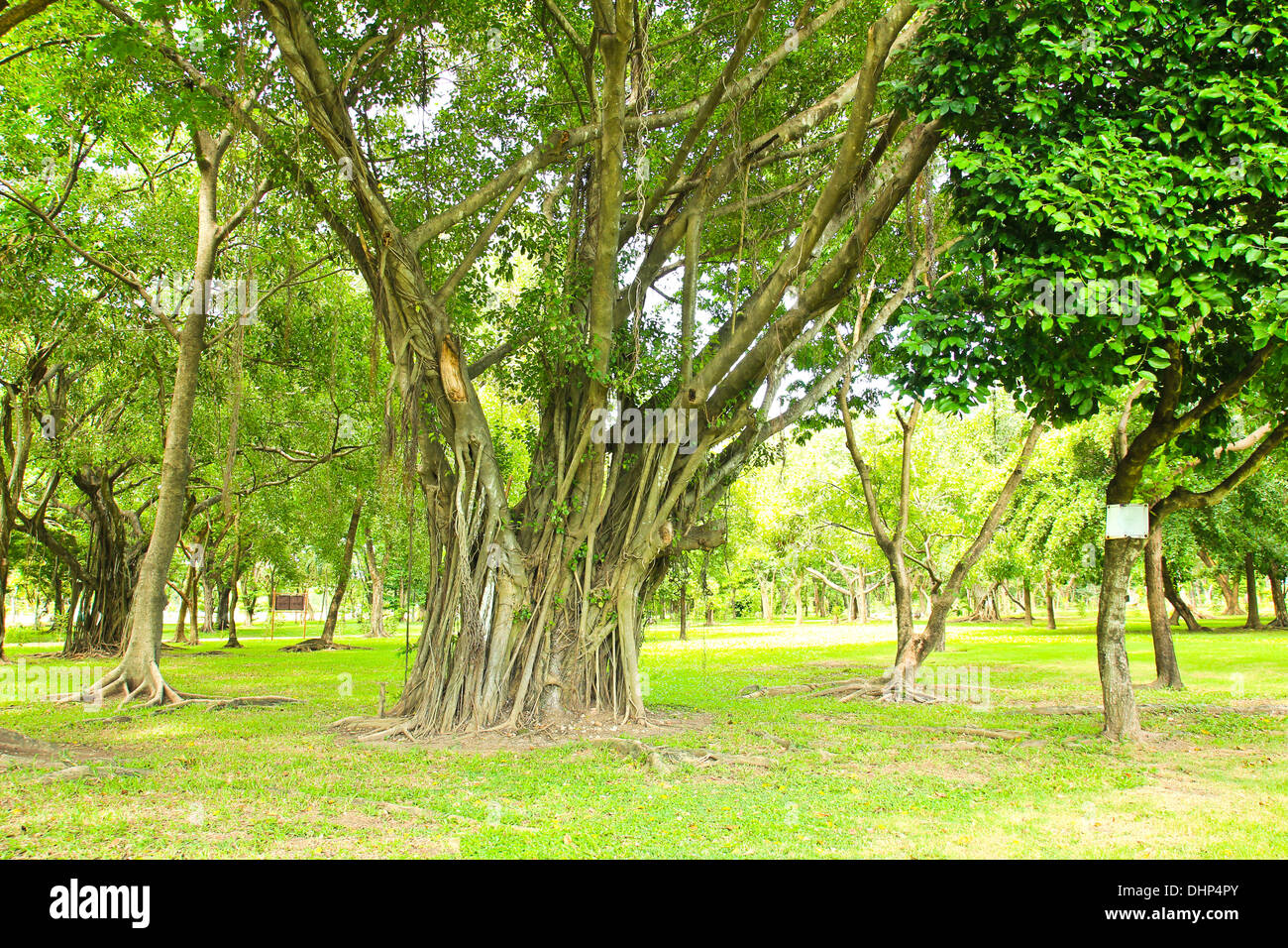 Green trees in park Stock Photo - Alamy