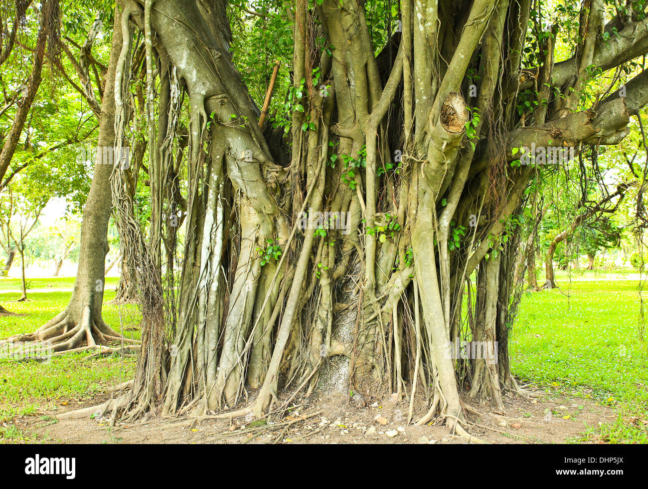 Green trees in park Stock Photo - Alamy