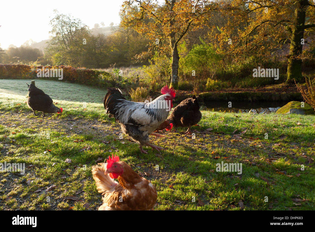 Free range chickens hens rooster in yard pecking at grain on an autumn morning with view of the countryside iin Carmarthenshire Wales UK  KATHY DEWITT Stock Photo