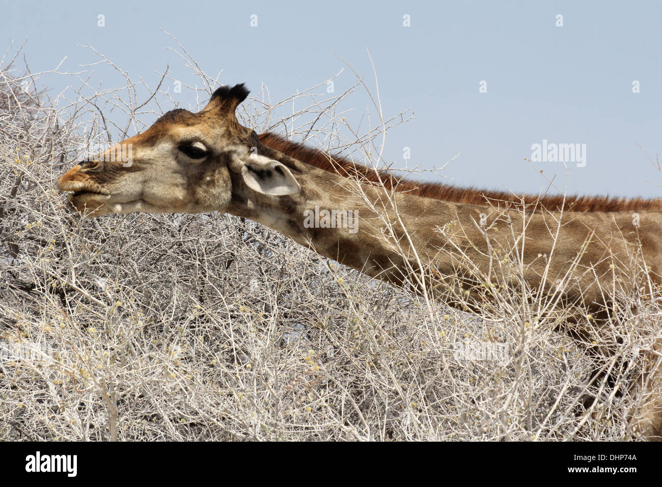 Reticulated giraffe stretching it's long neck to feed of bushes,Namibian Desert,Namibia,Africa. Stock Photo