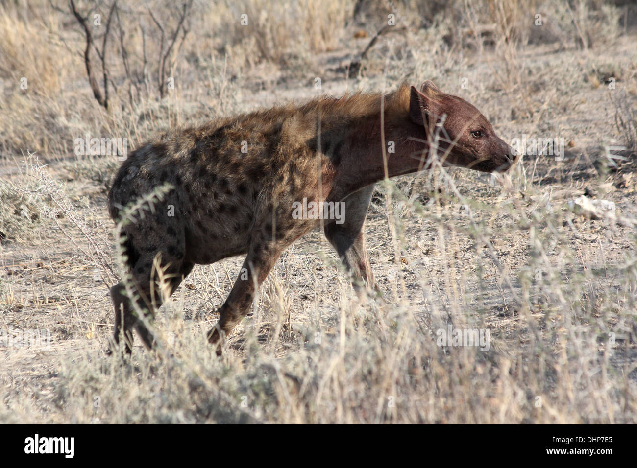 A spotted hyena  / hyaenas , laughing hyena, LEAVING A WATER HOLE IN ,Namibian Desert,NAMIBIA. Stock Photo