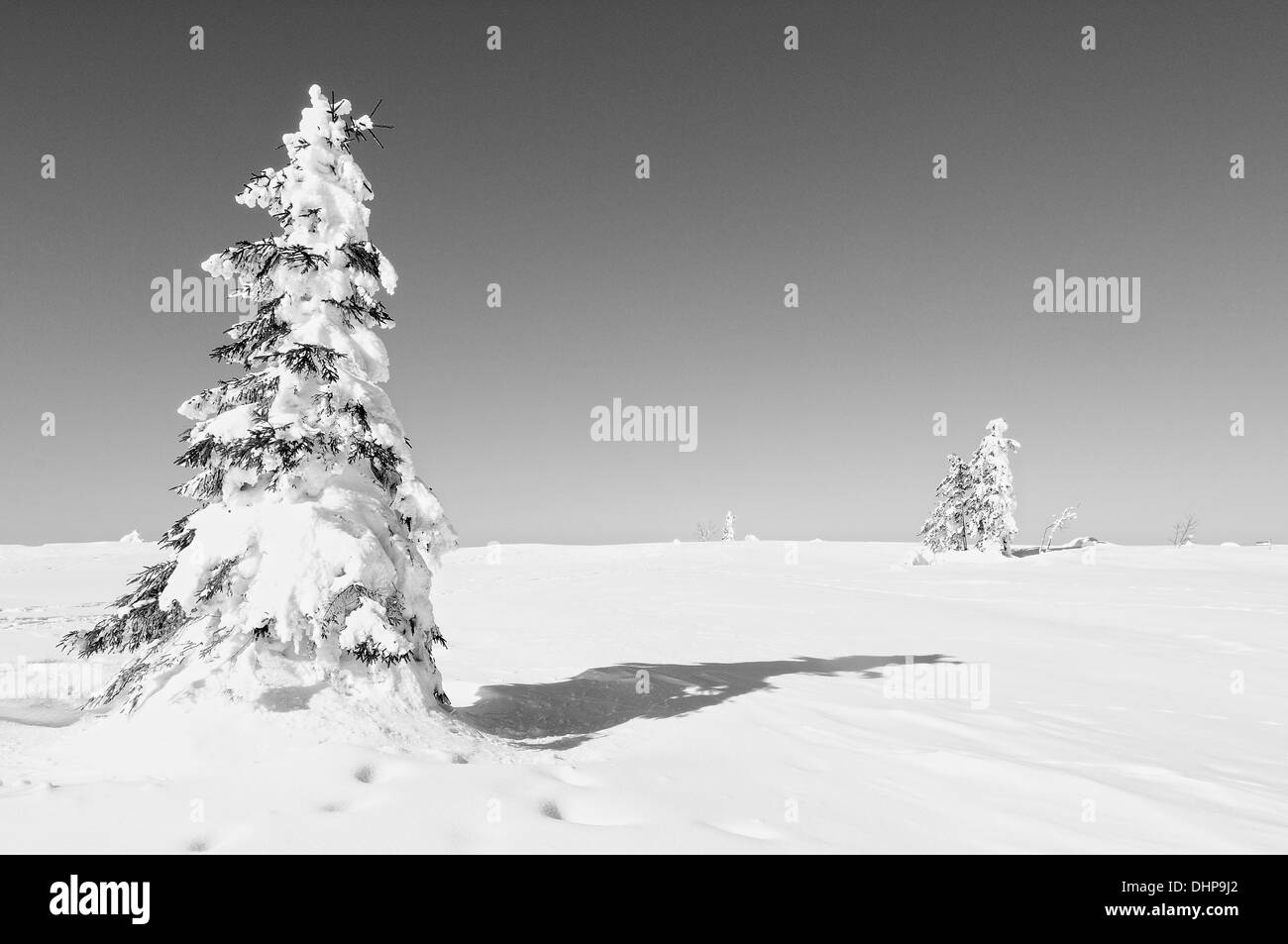 Sky with snowy pine trees black and white, Stock Photo