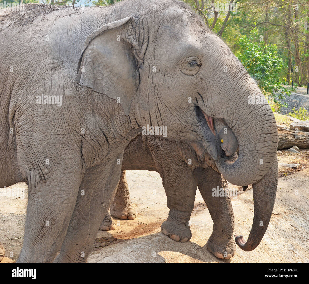 elephants Stock Photo