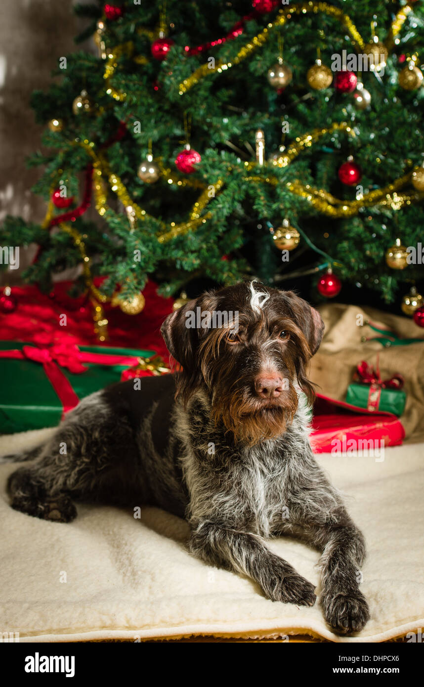 german wirehaired pointer gifts