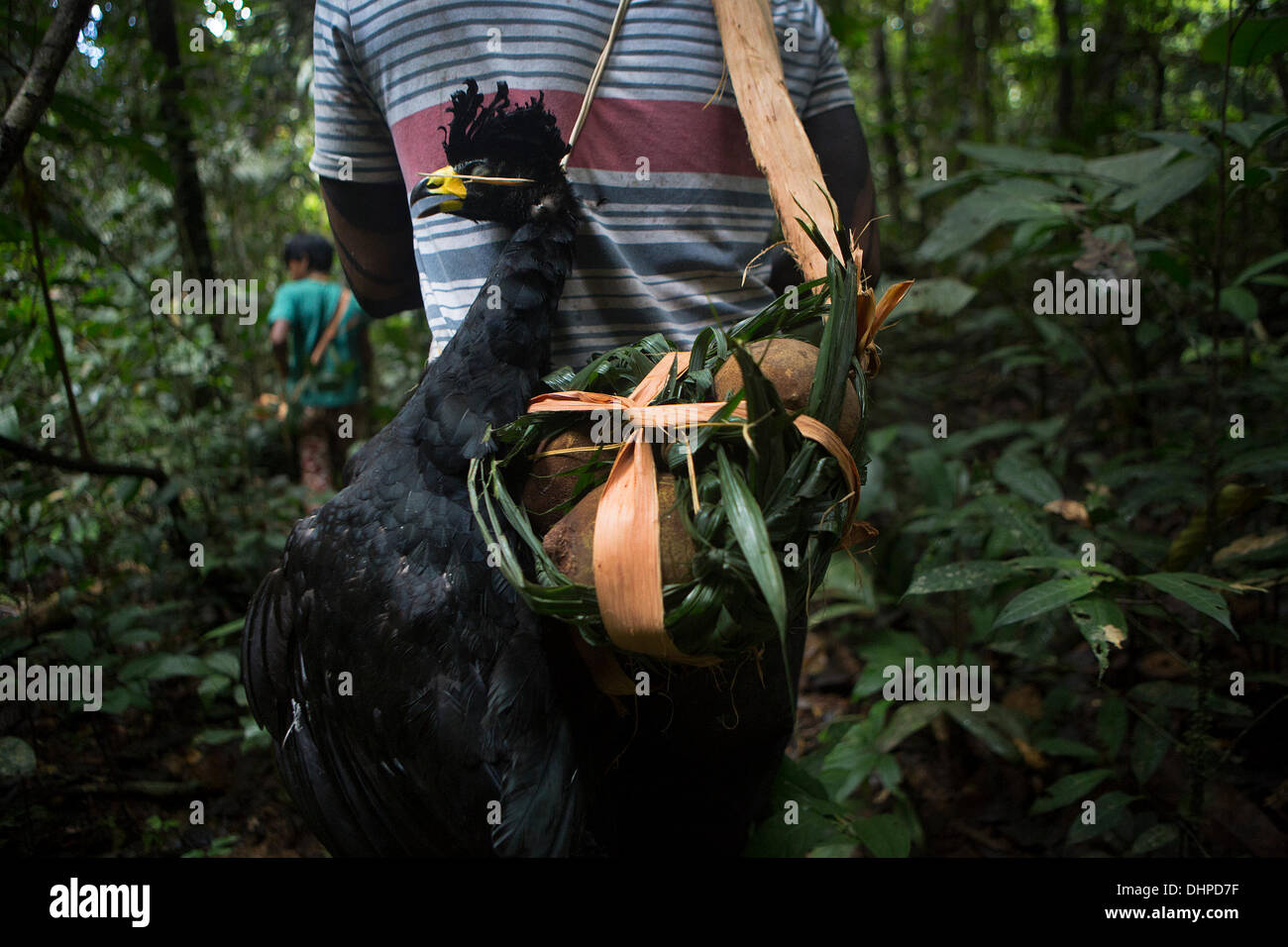 April 27, 2013 - Poti-Kro, Para, Brazil - A successful hunting trip has yielded an ar, a jungle bird, and cupuacu. Because the cupuacu fruit is unwieldy, the hunter quickly fashioned a kanhipex (bag) out of palm fronds and strips of bark. The indigenous Xikrin people live on the Bacaja, a tributary of the Xingu River, where construction of the Belo Monte Dam is reaching peak construction. Some scientists warn that the water level of the Bacaja will decrease precipitously due to the dam. (Credit Image: © Taylor Weidman/ZUMA Wire/ZUMAPRESS.com) Stock Photo