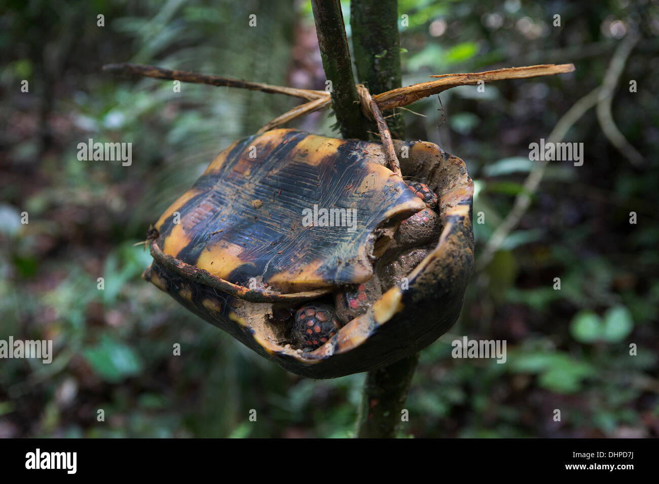 April 27, 2013 - Poti-Kro, Para, Brazil - Jabuti, a type of land turtle, is considered easy game. When hunters come across a jabuti, they tie it with bark or vine to a tree to be collected on their way back home. The indigenous Xikrin people live on the Bacaja, a tributary of the Xingu River, where construction of the Belo Monte Dam is reaching peak construction. Some scientists warn that the water level of the Bacaja will decrease precipitously due to the dam. (Credit Image: © Taylor Weidman/ZUMA Wire/ZUMAPRESS.com) Stock Photo