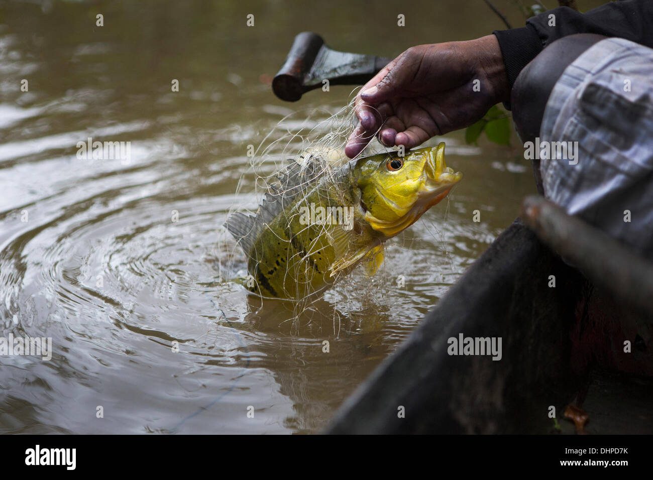 April 26, 2013 - Poti-Kro, Para, Brazil - The Amazon jungle provides the Xikrin with a varied diet including fish, game, fruits, and vegetables. Here, a villager pulls out a tmpik™ after leaving his nets in the river overnight. The indigenous Xikrin people live on the Bacaja, a tributary of the Xingu River, where construction of the Belo Monte Dam is reaching peak construction. Some scientists warn that the water level of the Bacaja will decrease precipitously due to the dam. (Credit Image: © Taylor Weidman/ZUMA Wire/ZUMAPRESS.com) Stock Photo