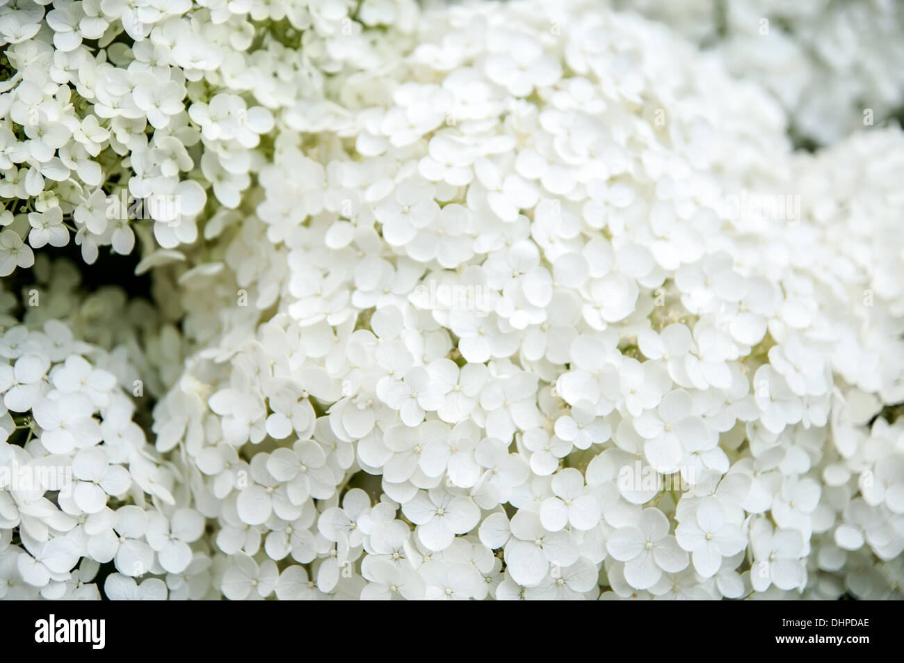 white bunches flowers of Hydrangea Paniculata, closeup Stock Photo Alamy