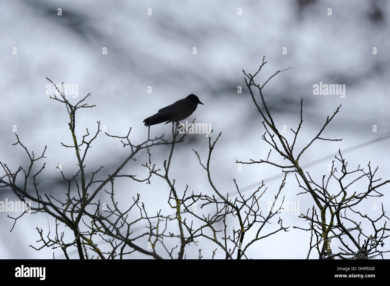 crow sitting on top of a leafless tree in bad stormy weather Stock Photo
