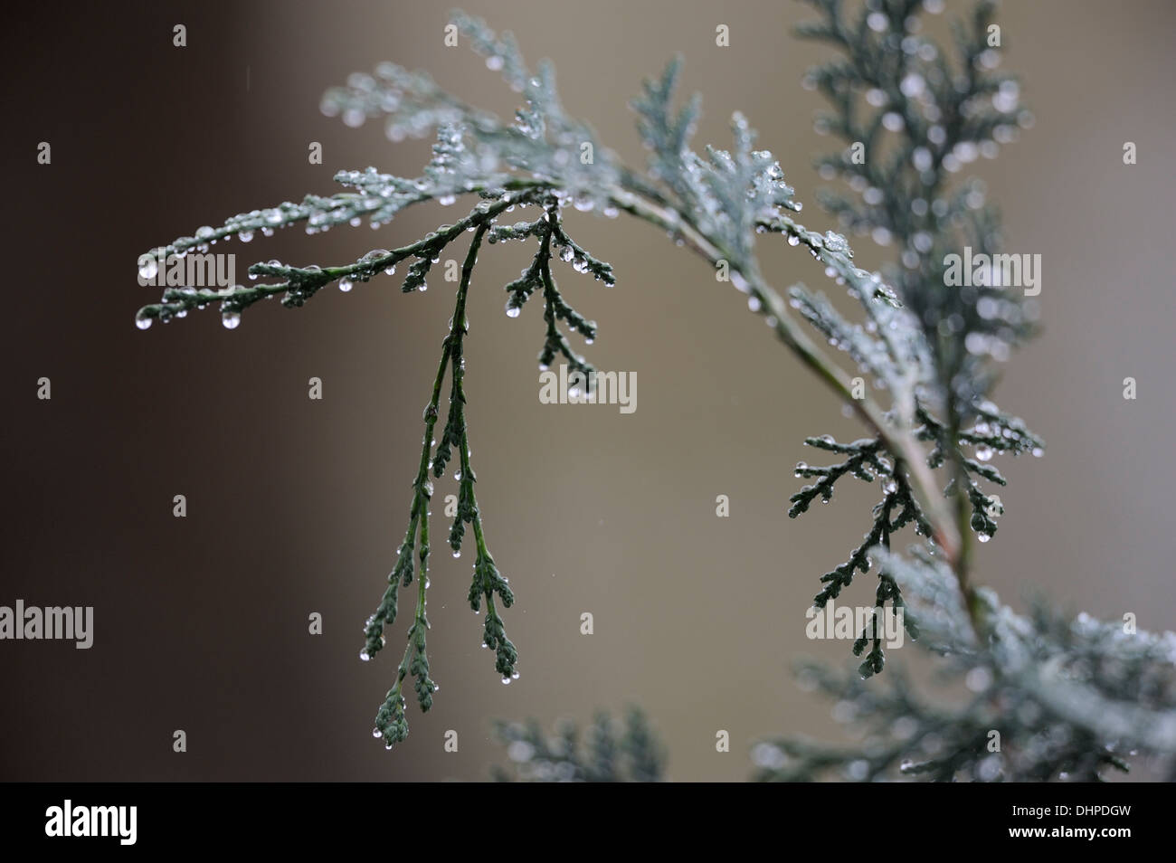 branches of a False Cypress bush with raindrops Stock Photo