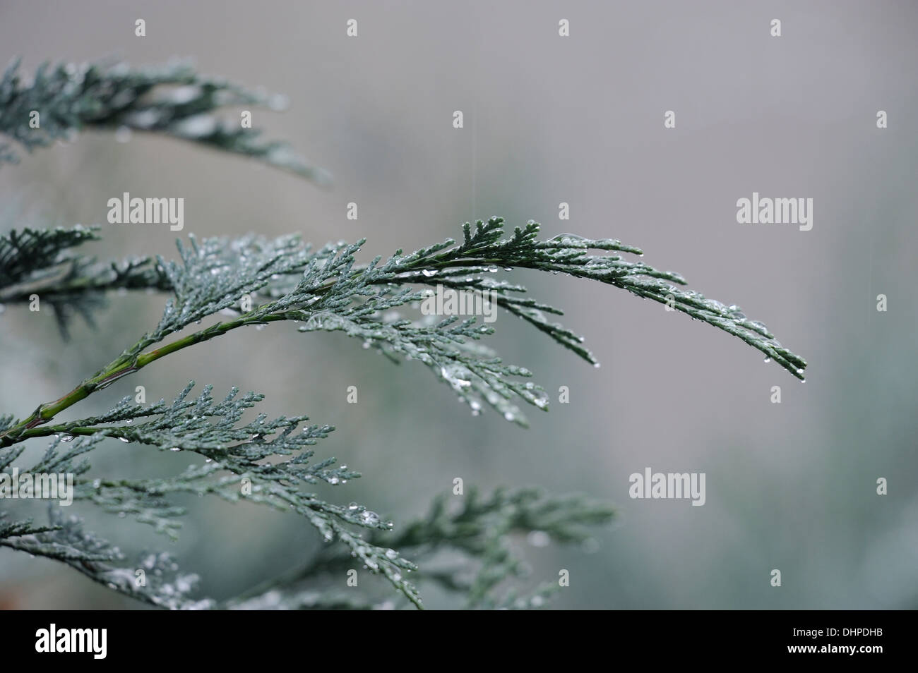branches of a False Cypress bush in the rain Stock Photo