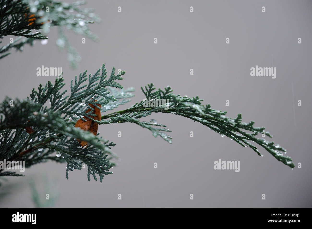 branches of a False Cypress bush in the rain Stock Photo