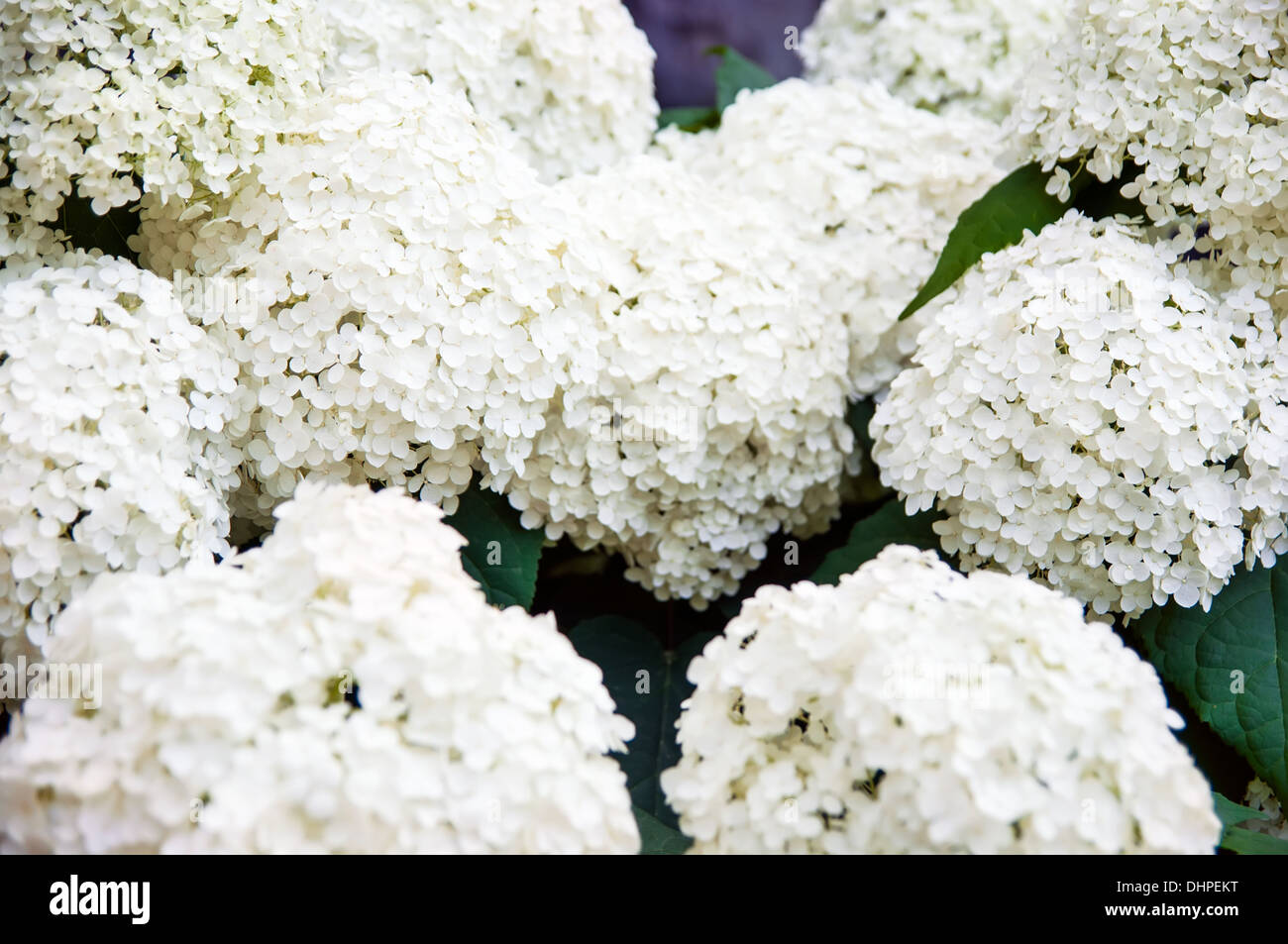 white bunches flowers of Hydrangea Paniculata, closeup Stock Photo Alamy