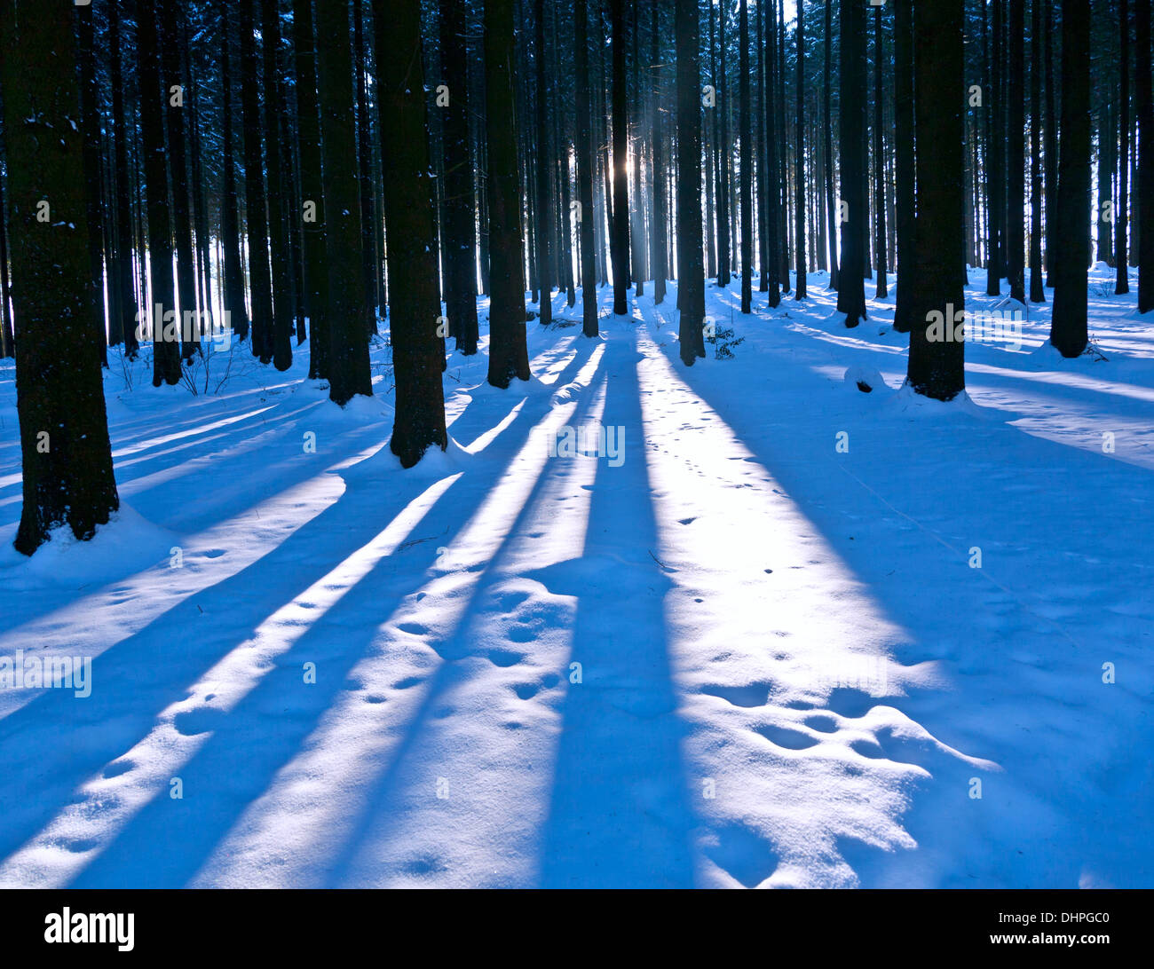 Forest in deep winter Stock Photo - Alamy