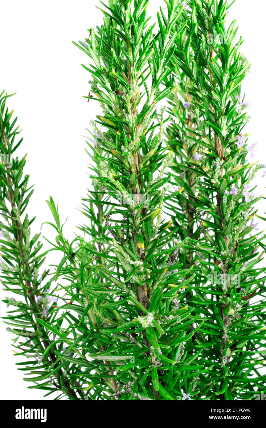 closeup of a bunch of rosemary on a white background Stock Photo - Alamy