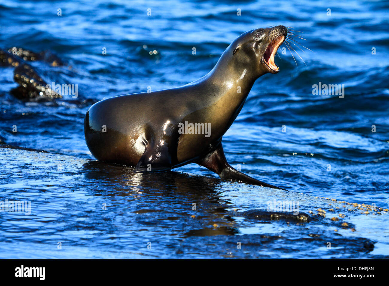 Barking sea lion perched on rock on waters edge Galapagos Islands Stock Photo