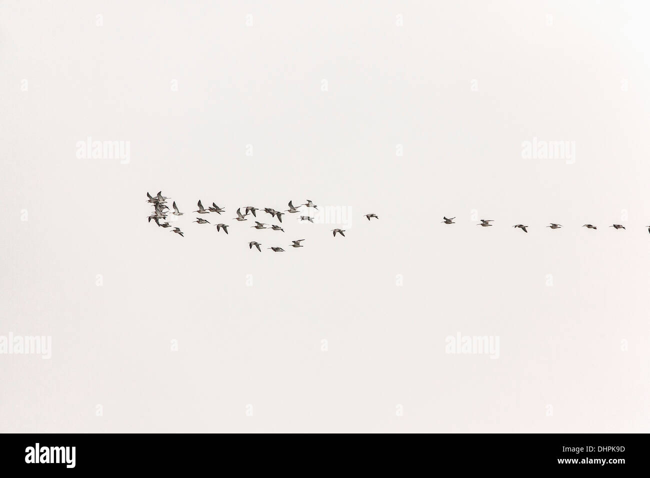 Netherlands, Lelystad, National Park Oostvaardersplassen. Flock of curlew flying Stock Photo