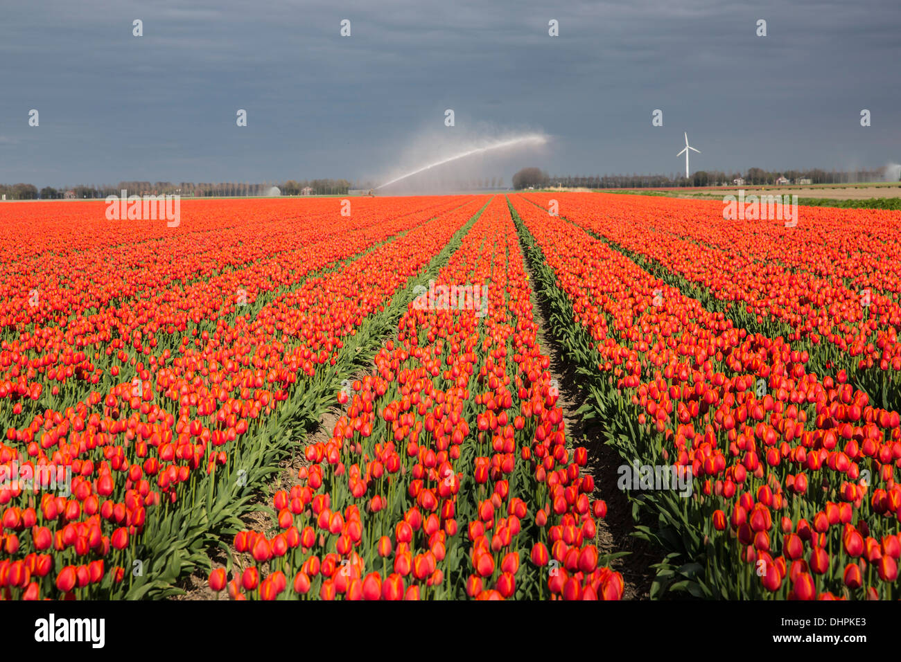 Netherlands, Espel. Tulip field. Sprinkler Stock Photo