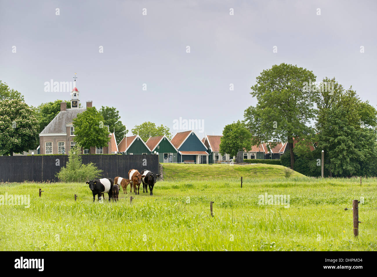 The Netherlands, The former island of Schokland. UNESCO World Heritage Site. Mound of Middelbuurt. Foreground sheeted cows Stock Photo