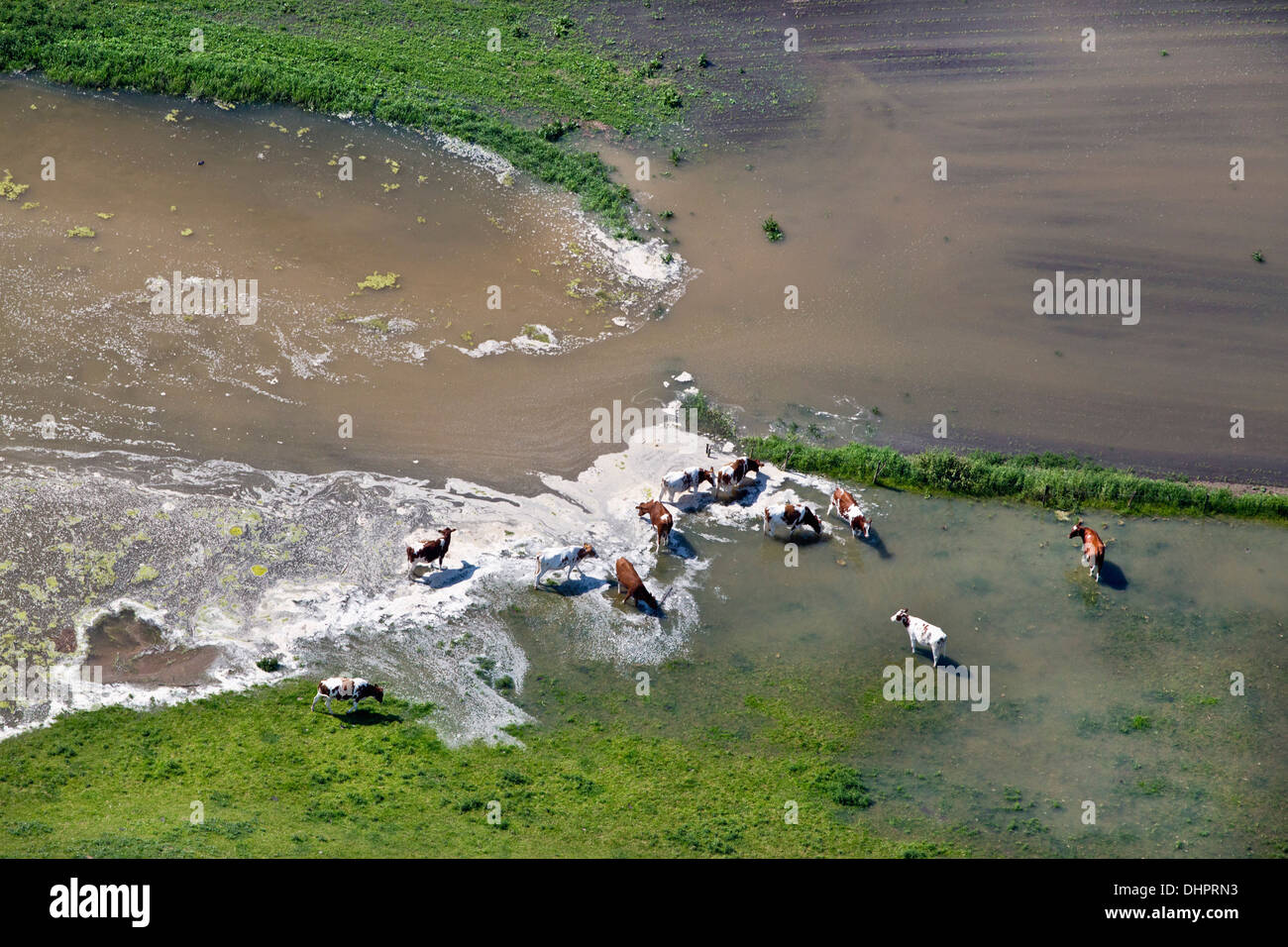 Netherlands, Ochten, Waal river. Flood plains. Flooded land. Cows. Aerial Stock Photo