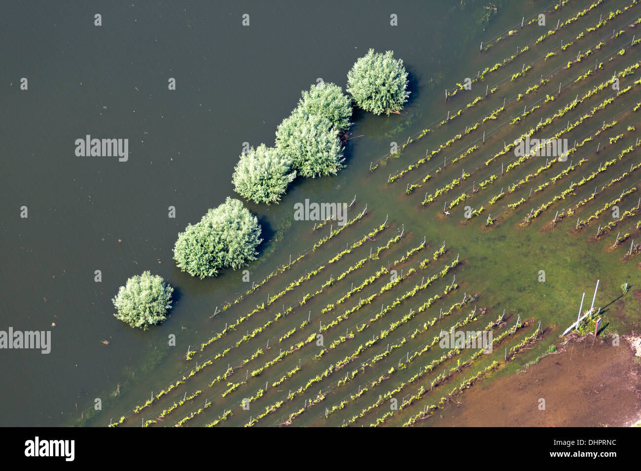 Netherlands, Dodewaard. Waal river. Flood plains. Flooded land. Vineyard. Aerial Stock Photo