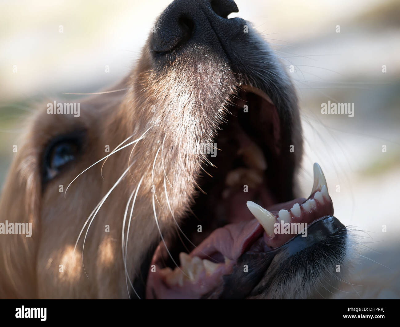 angry female golden retriever barking Stock Photo