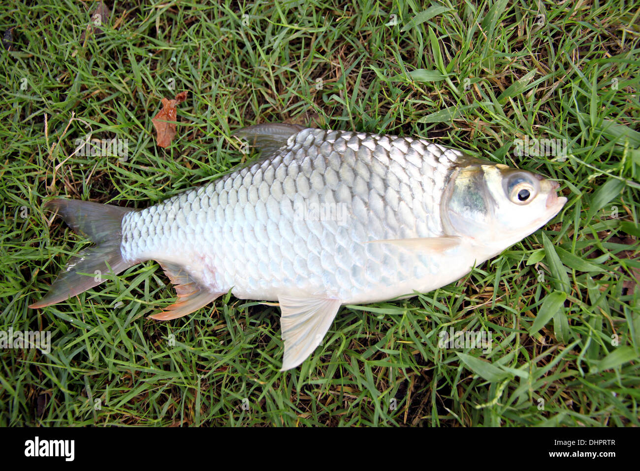 The Barb of Cyprinidae fish on the Green grass. Stock Photo