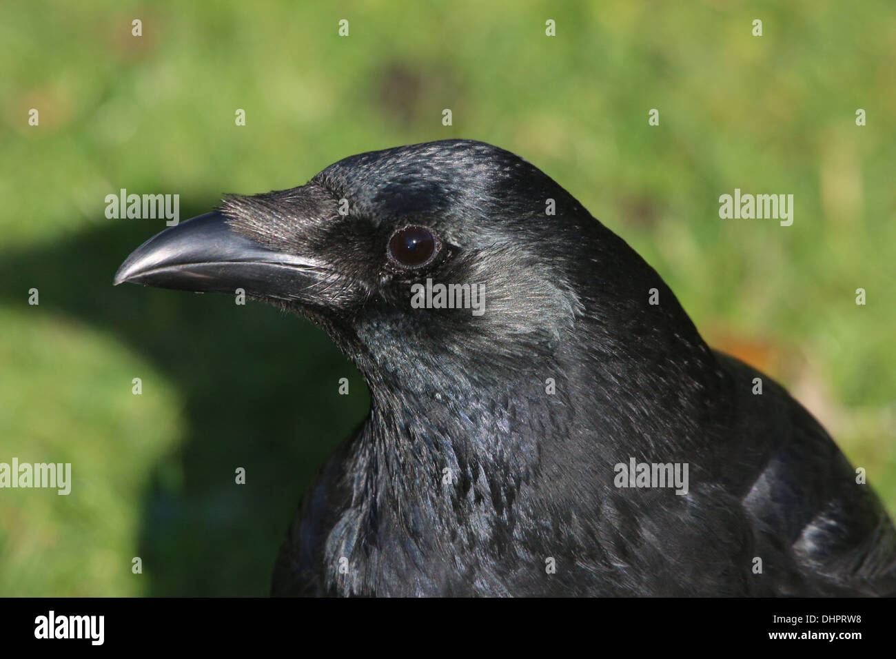 Detailed close-up of head and body of a black carrion crow (Corvus Corone) Stock Photo