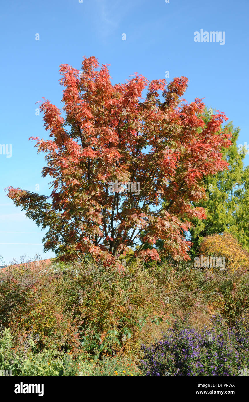 Japanese rowan Stock Photo