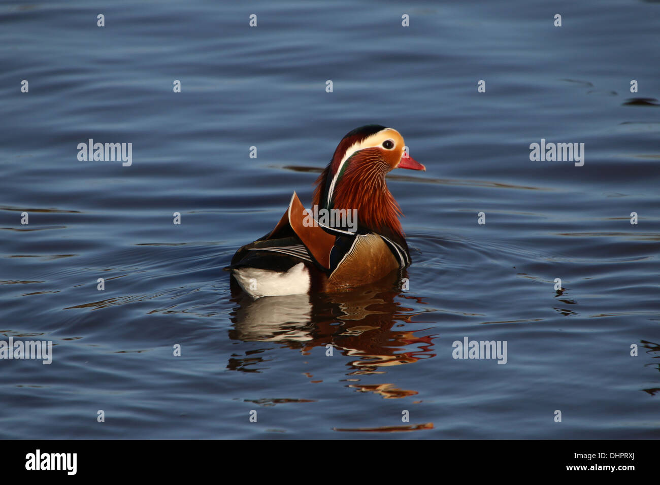 Close-up of a swimming Male Mandarin Duck (Aix galericulata) Stock Photo