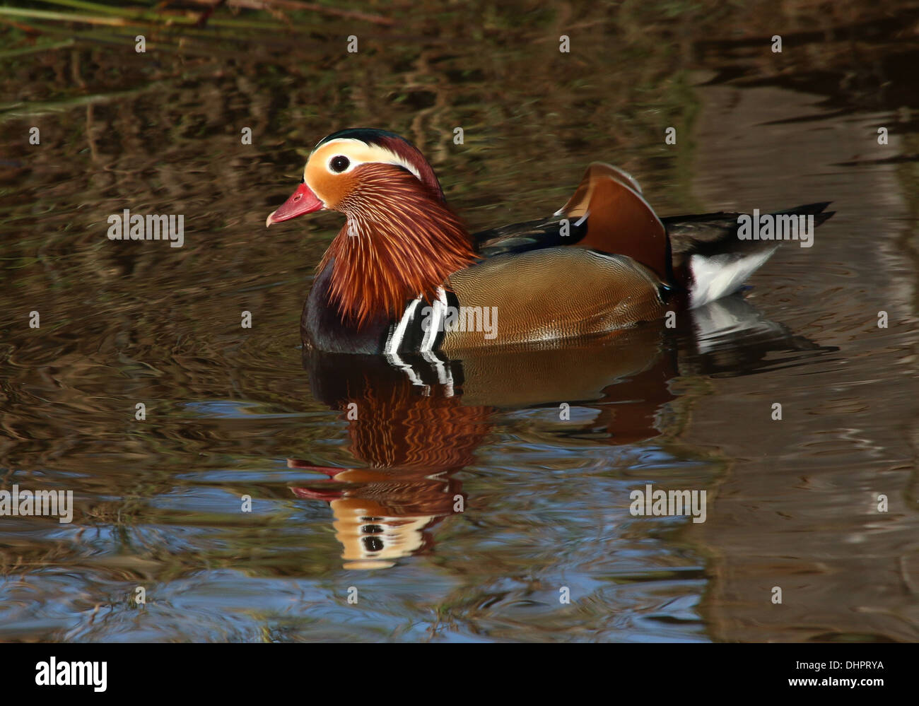 Mandarin duck swimming on lake hi-res stock photography and images - Alamy