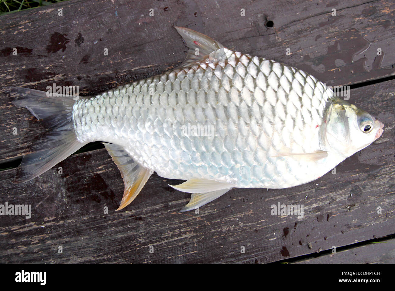 Wooden carved fish hi-res stock photography and images - Alamy