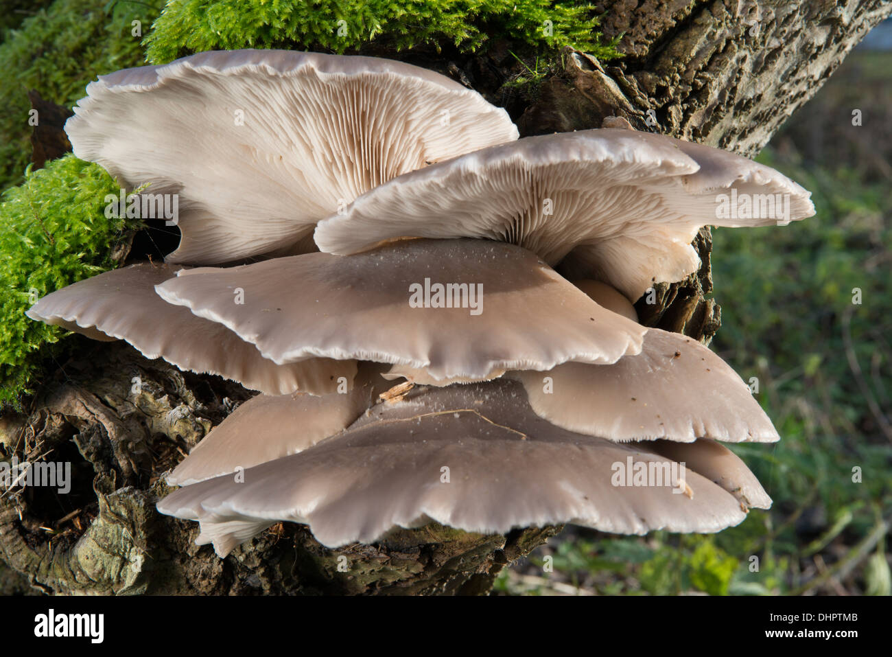 Oyster mushroom straw Cut Out Stock Images & Pictures - Alamy