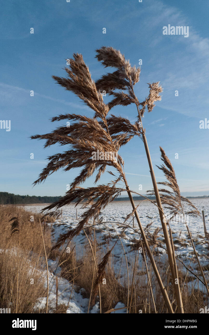 Common Reed (Phragmites australis), winter Stock Photo