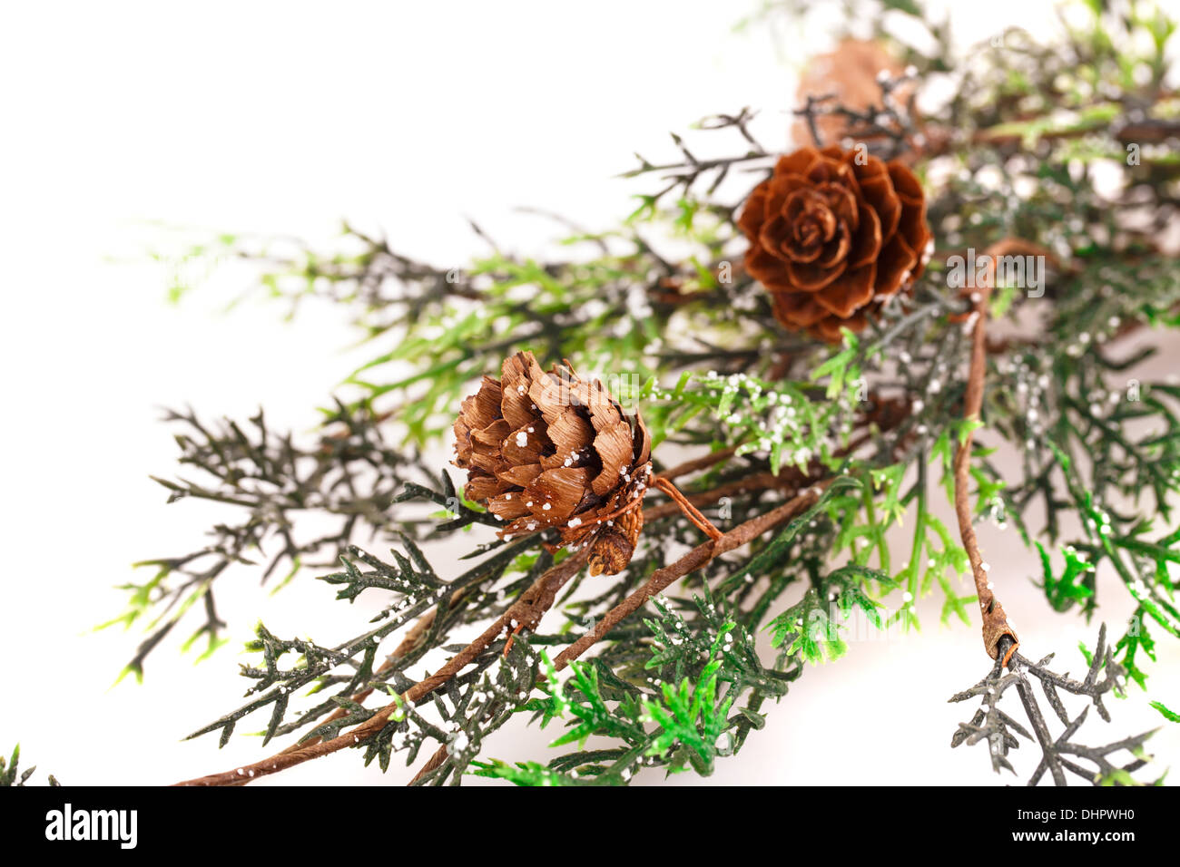 Christmas tree branch with cones isolated on white background Stock ...