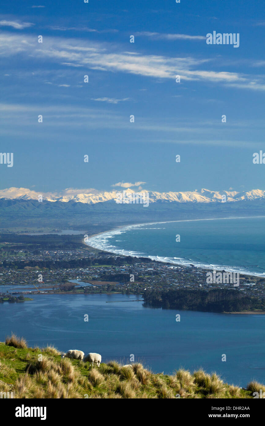 Sheep on the Port Hills, Estuary of the Heathcote and Avon Rivers, and the Southern Alps, Christchurch, Canterbury, New Zealand Stock Photo