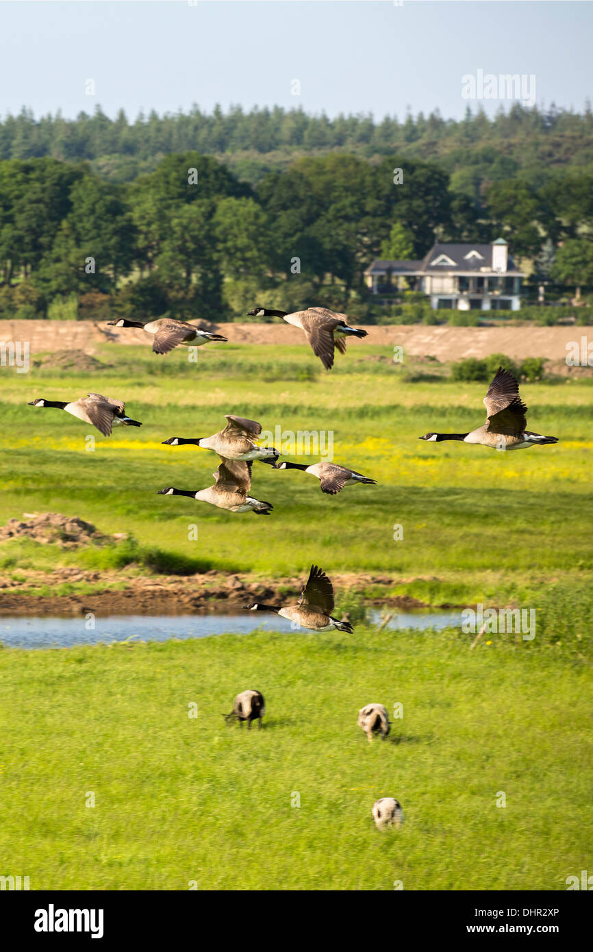 Netherlands, Lienden, Canada geese flying over flood plains of Waal river Stock Photo