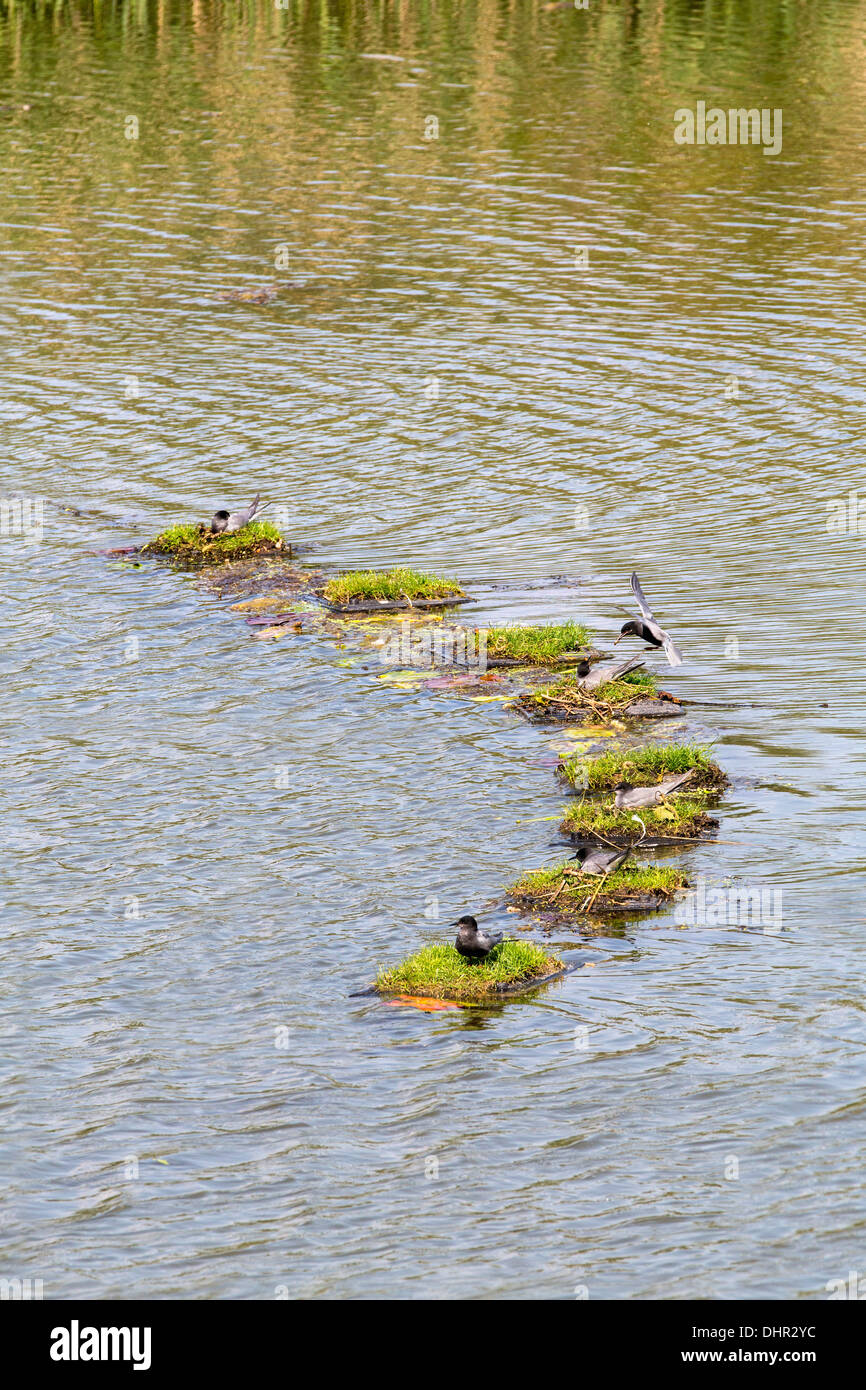 Netherlands, Ooij, Black terns breeding on artificial nests in flood plains of Waal river Stock Photo