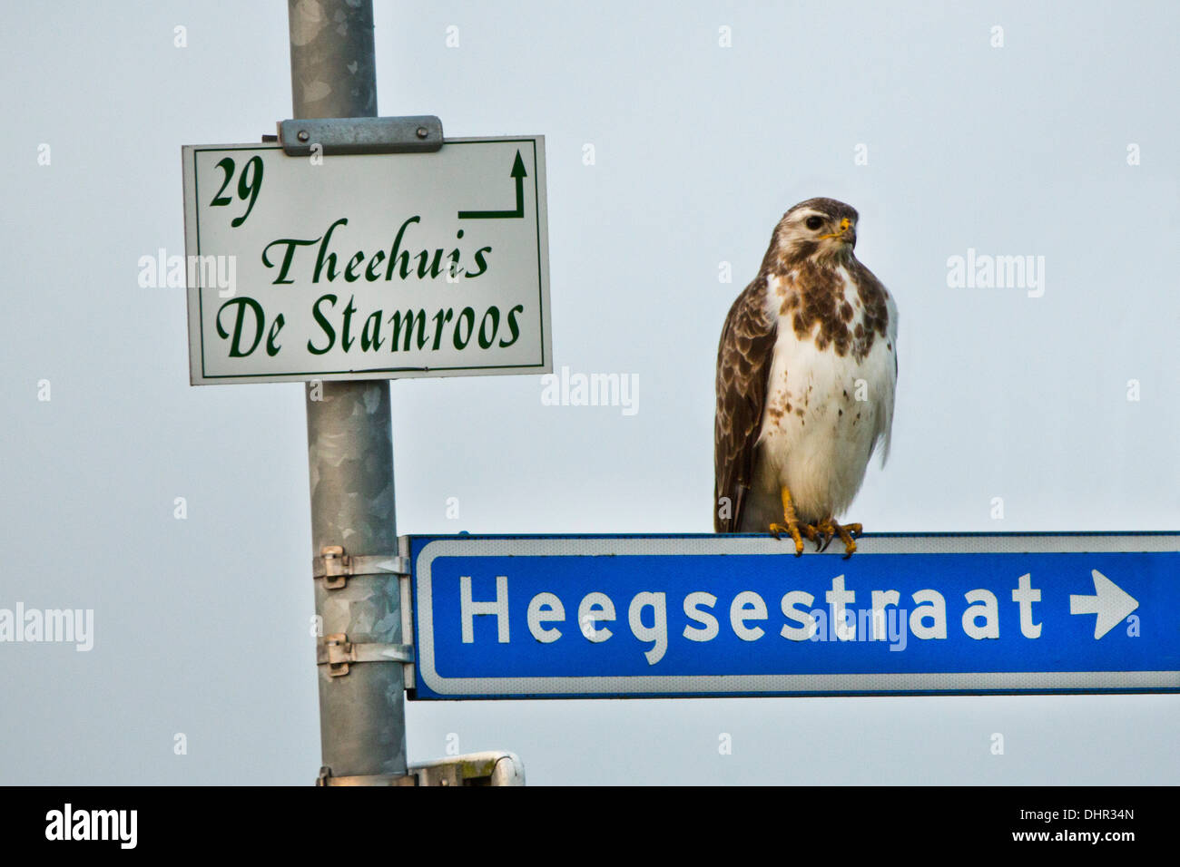 Netherlands, Terwolde, Common Buzzard on road sign Stock Photo
