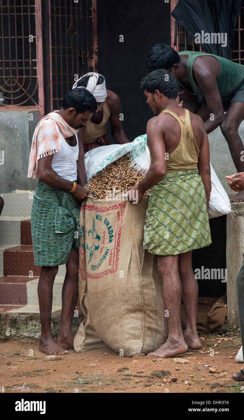 Indian men bagging up sacks of harvested peanuts in a rural Indian village. Andhra Pradesh, India Stock Photo